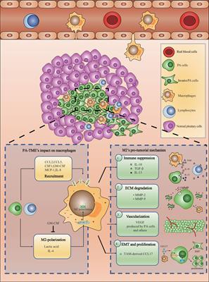 Tumor-Associated Macrophages: New Horizons for Pituitary Adenoma Researches